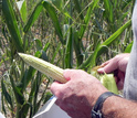 Corn was among the crops affected by the 2012 flash drought.